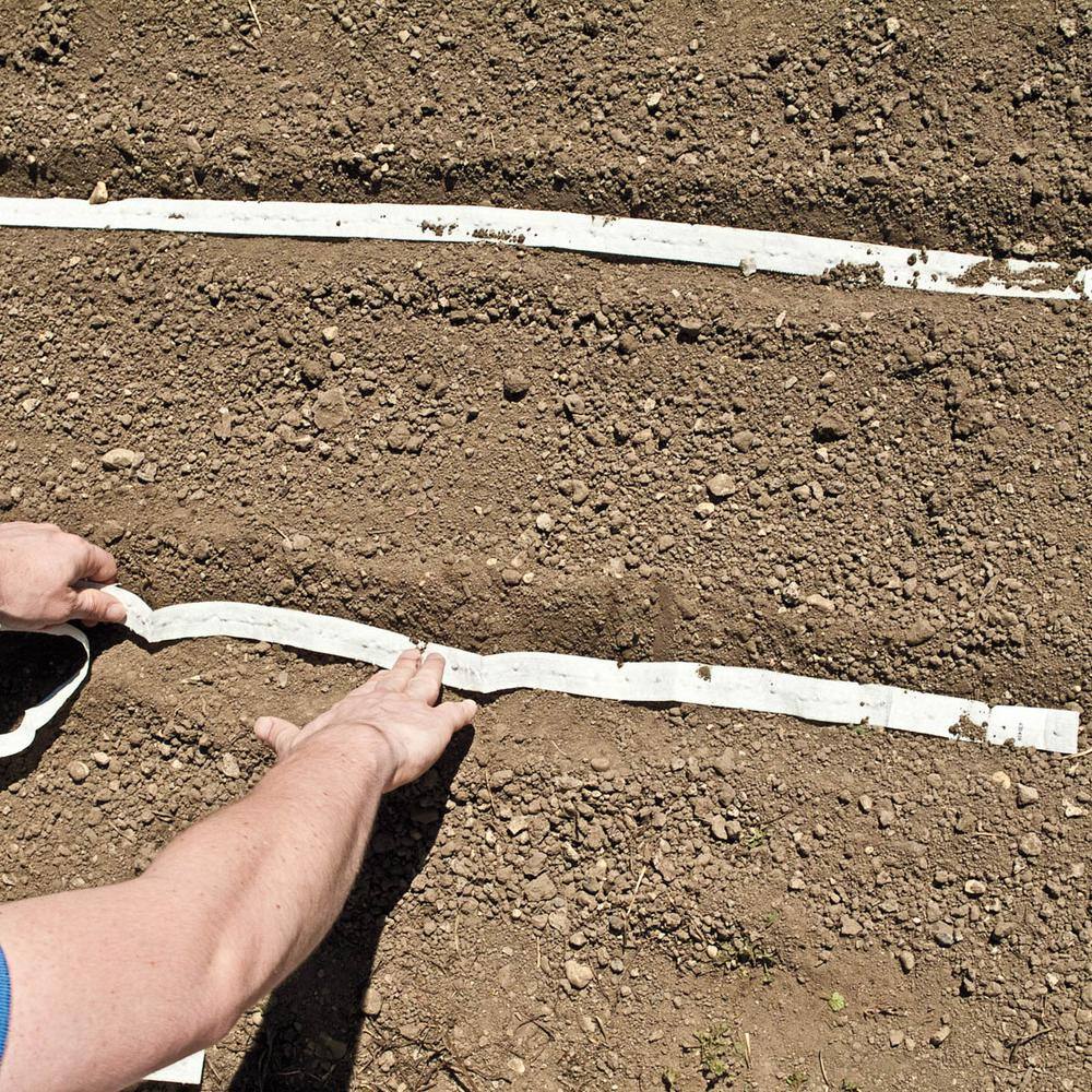 Gurney's Carrot Berlin Hybrid Seed Tape, Includes 2 Seed Tapes Each 7.50 ft. L