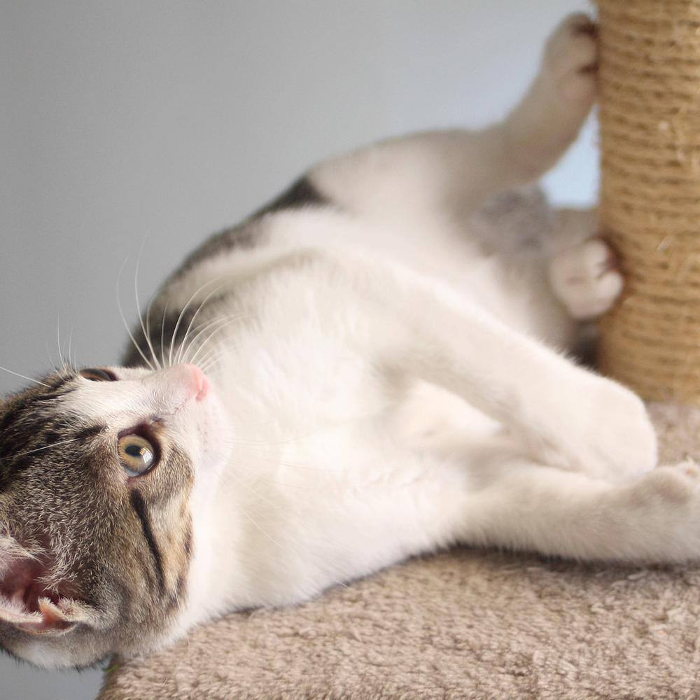 Petmaker 6 ft. Sleep and Play Cat Tree