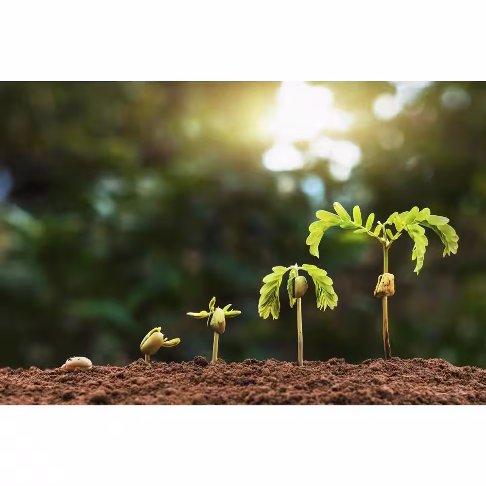 Noble Worm Organics 5 lbs. Worm Casting Soil